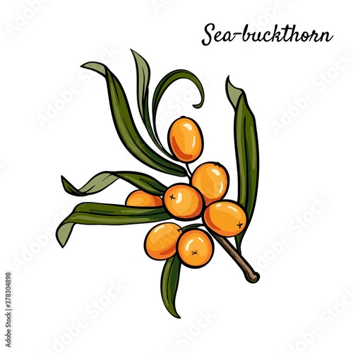 sea buckthorn branch with berries. vector illustration isolated on white background