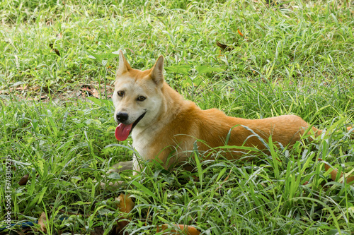Close up happy dog on green grass.