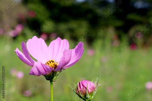 花 こすもす ピンク 和む 野原 風景