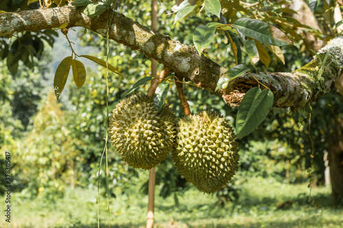 Durian fruits hanging on tree.