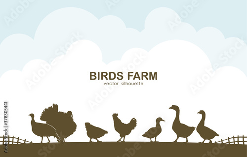 Design template with birds on background of farm.
