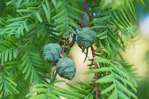 Fresh green branch of metasequoia leaves with three cones