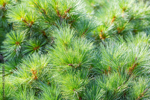 Rich textured leaves of evergreen coniferous tree
