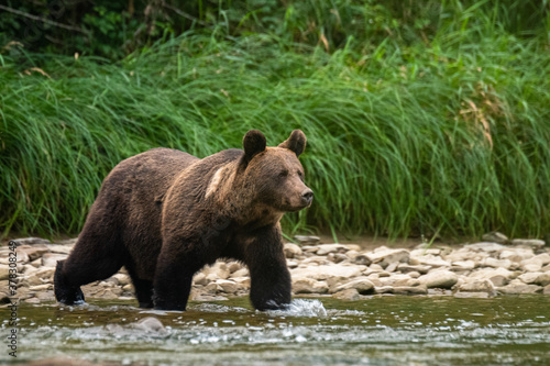 Brown Bear (Ursus arctos) in the natural habitat. Carpathian Mountains, Bieszczady, Poland. © Szymon Bartosz