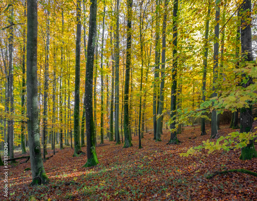 idyllic forest scenery at autumn time