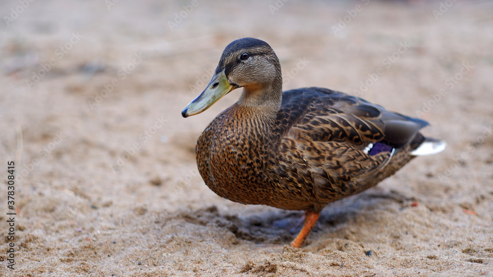 Single duck, mallard, standing on a sand beach. Single duck, mallard, standing on a sand beach.