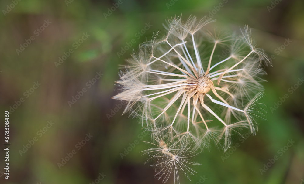 Dandelion and the wind closeup view with text space Dandelion and the wind closeup view with text space