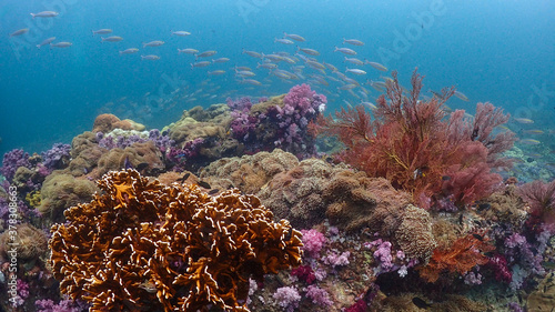 Lipe stoneheange underwater paradise of  undaman sea