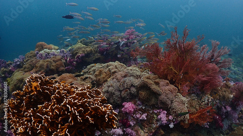 Lipe stoneheange underwater paradise of  undaman sea photo
