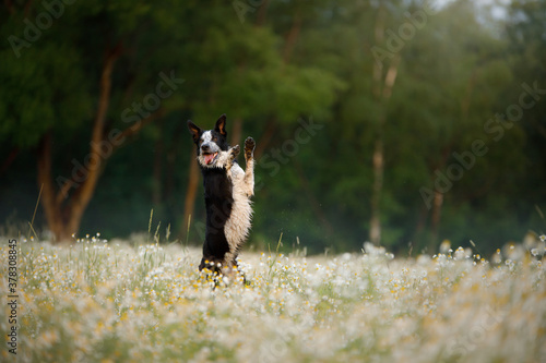 Fototapeta Naklejka Na Ścianę i Meble -  dog in a field of daisies. Border collie in nature.
