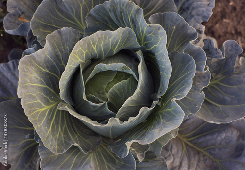 head of cabbage  cabbage  vegetable  food  green  agriculture  plant  garden  leaf  organic  fresh  nature  healthy  head  farm  leaves  field  growth  vegetarian  vegetables  natural  growing 