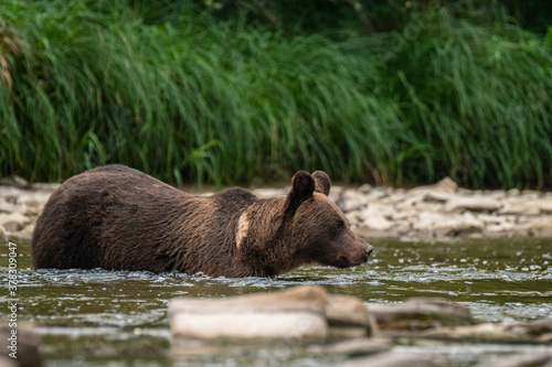 Brown Bear (Ursus arctos) in the natural habitat. Carpathian Mountains, Bieszczady, Poland.