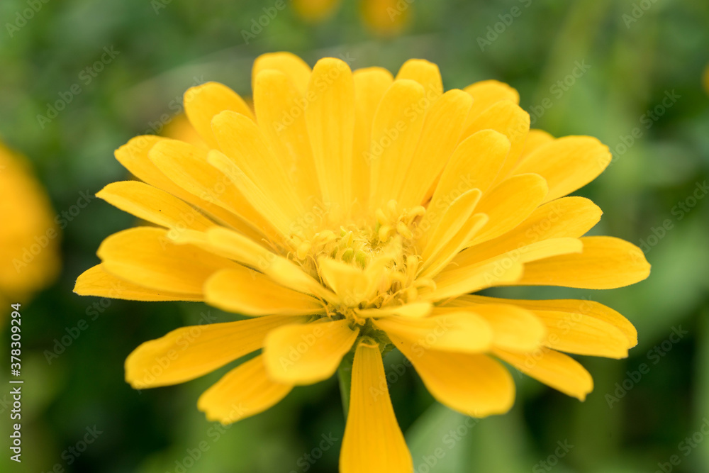 Fototapeta premium yellow daisy flower