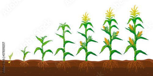 Corn plant growins in the field, stages of development