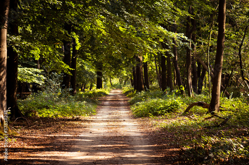 Obraz na płótnie Pretty village path through green european forest. Summer landscape of beautiful natural woods. w salonie