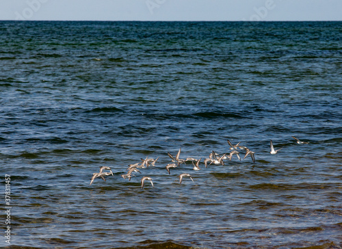 Flock of sandpipe birds flights over the Baltic sea. Estonia. Saaremaa island and nature reserve. photo