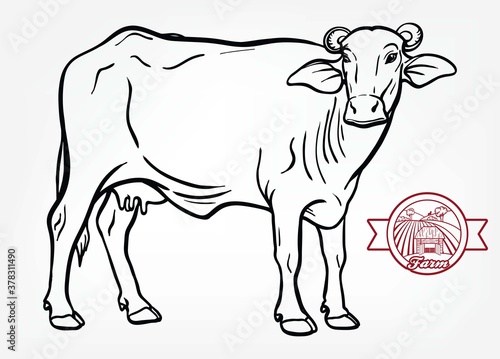 breeding cow. animal husbandry. livestock illustration on a white