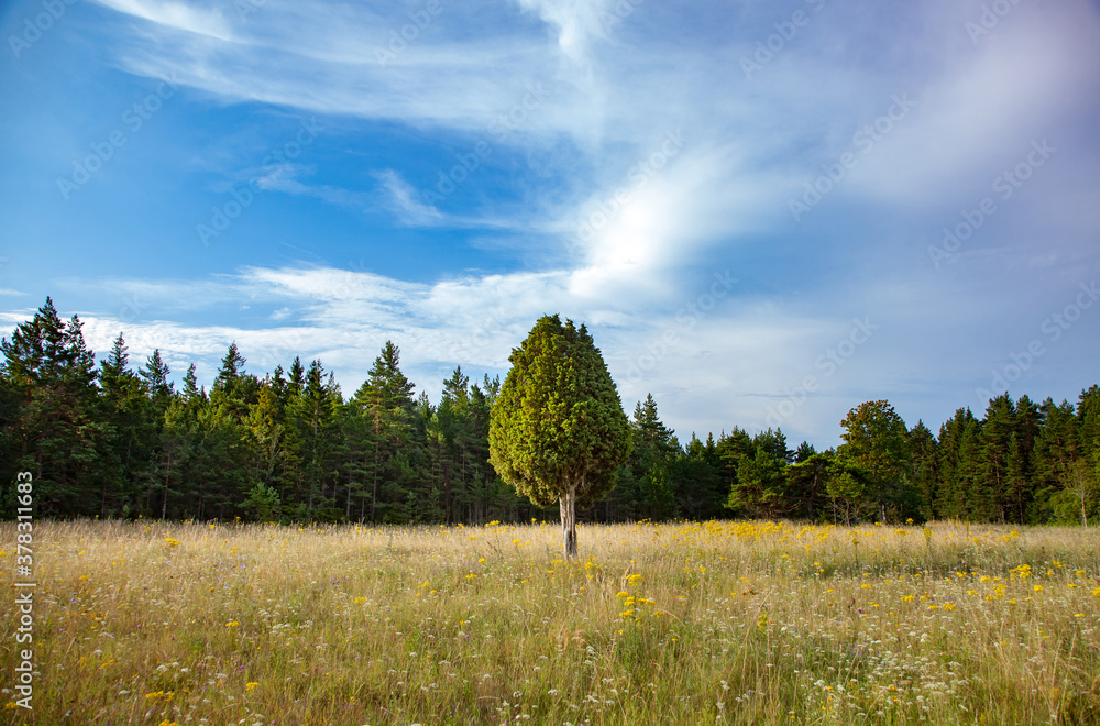 Meadow with yellow grass and lonely juniper tree. Rustic landscape of Estonia. Blue sky with clouds. panorama view.