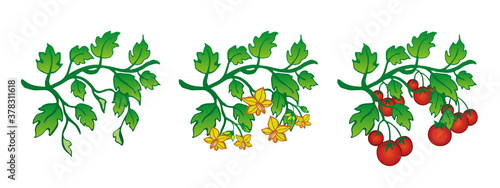 Red tomatoes on branch growth stages
