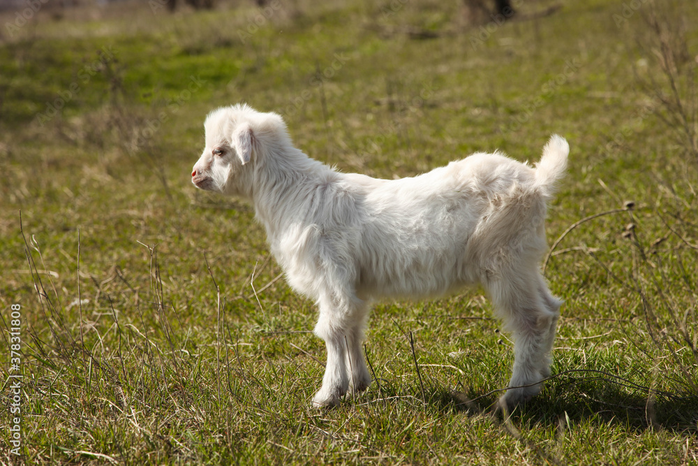 small white goat