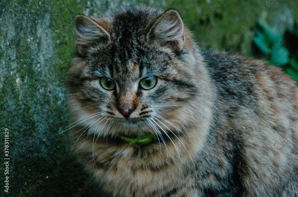 Beautiful young cat portrait close up in autumn yard on green moss background. Cute feline in october Beautiful young cat portrait close up in autumn yard on green moss background. Cute feline in october