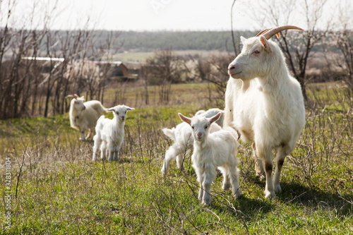 mother goat with little white kids