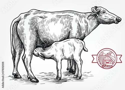 breeding cow. animal husbandry. livestock illustration on a white