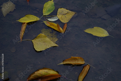 Yellow leaves on the water. Close-up. Background.