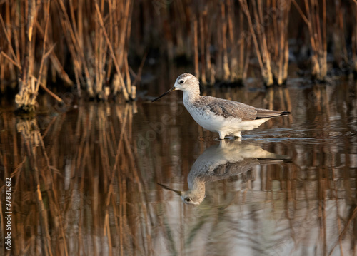 Marsh Sandpiper at Akser marsh with reflection on water, Bahrain photo