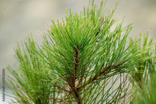 close up of pine needles 2