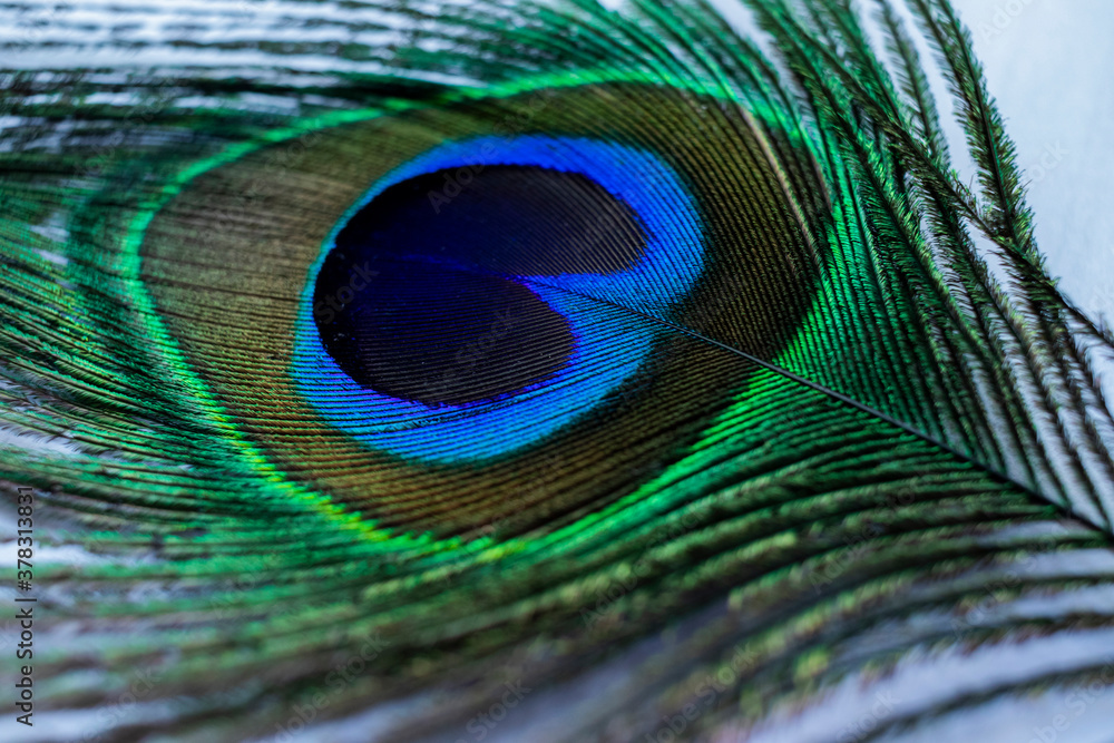 Fototapeta premium Various views of a peacock feather