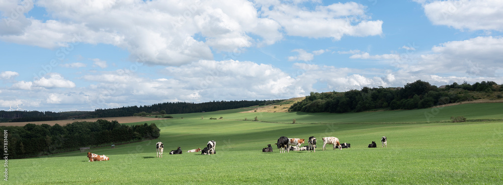 german eifel landscape with cows in meadows and fields - obrazy, fototapety, plakaty 