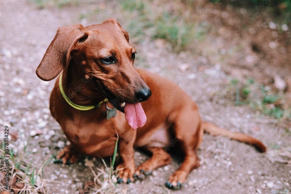 Brown dachshund is sitting on the ground. Cute little dachshund with open month and tongue.
