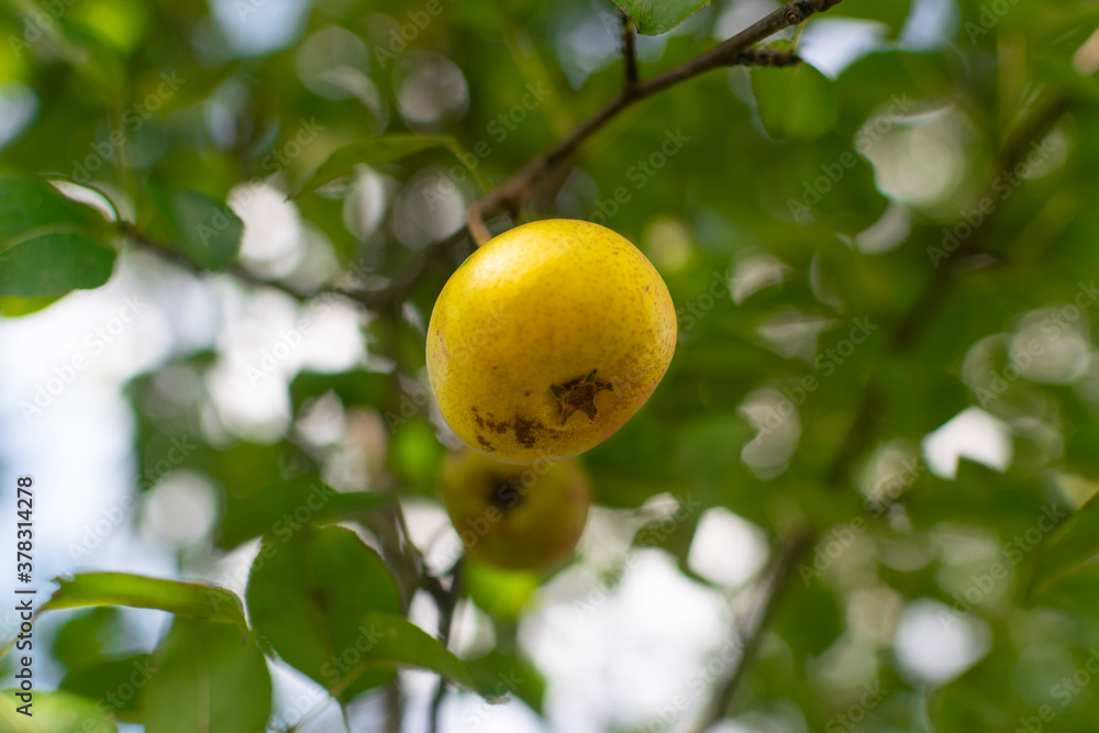 Yellow pear on tree in late summer day