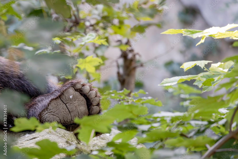 Back foot of a lying Eurasian brown bear (Ursus Arctos Arctos).