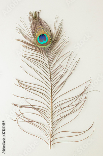 Various views of a peacock feather