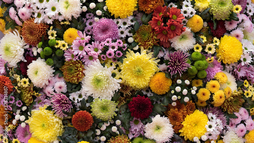 Astern und Chrysanthemen © Tatjana Balzer