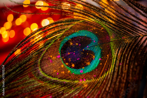 Fotografie Holi colours on a peacock feather