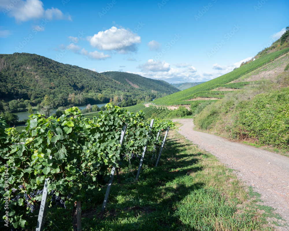 Obraz premium vines near Cochem and Pommern and river mosel in german eifel