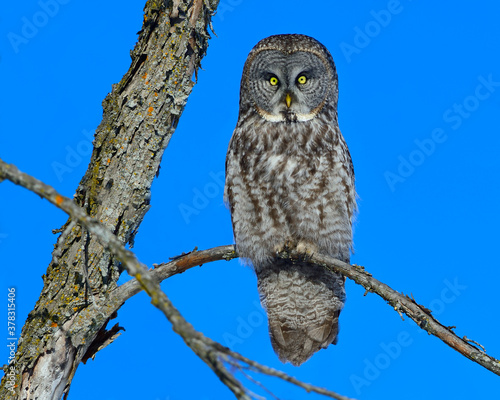 A Great Gray Owl perches in a leafless tree - Canada  © Tony