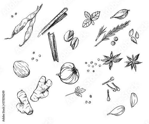 Herb spices collection set ginger onion peppers cloves cinnamon hand drawn sketches white isolation background