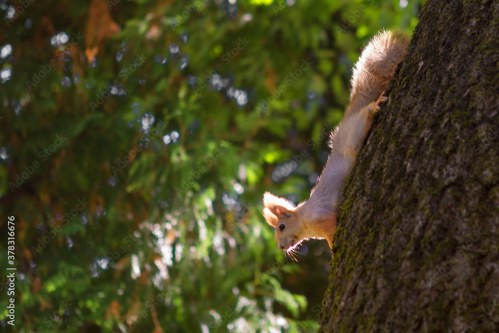 Obraz premium Curious red squirrel peeking behind the tree trunk