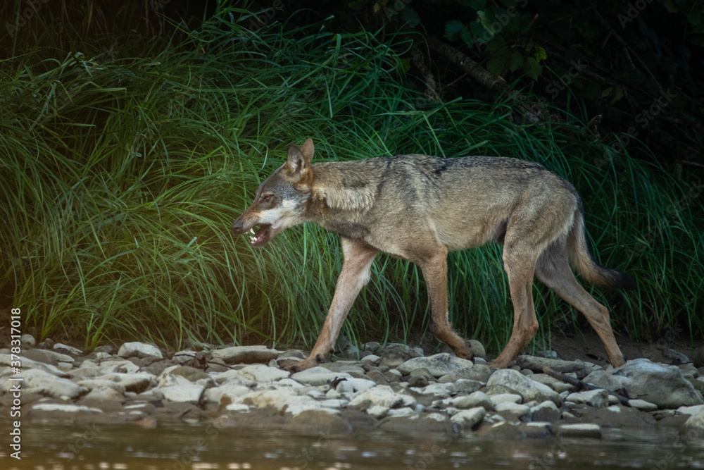 Grey Wolf (Canis lupus) in the natural habitat. Carpathian MOuntains, Bieszczady, Poland. Grey Wolf (Canis lupus) in the natural habitat. Carpathian MOuntains, Bieszczady, Poland.