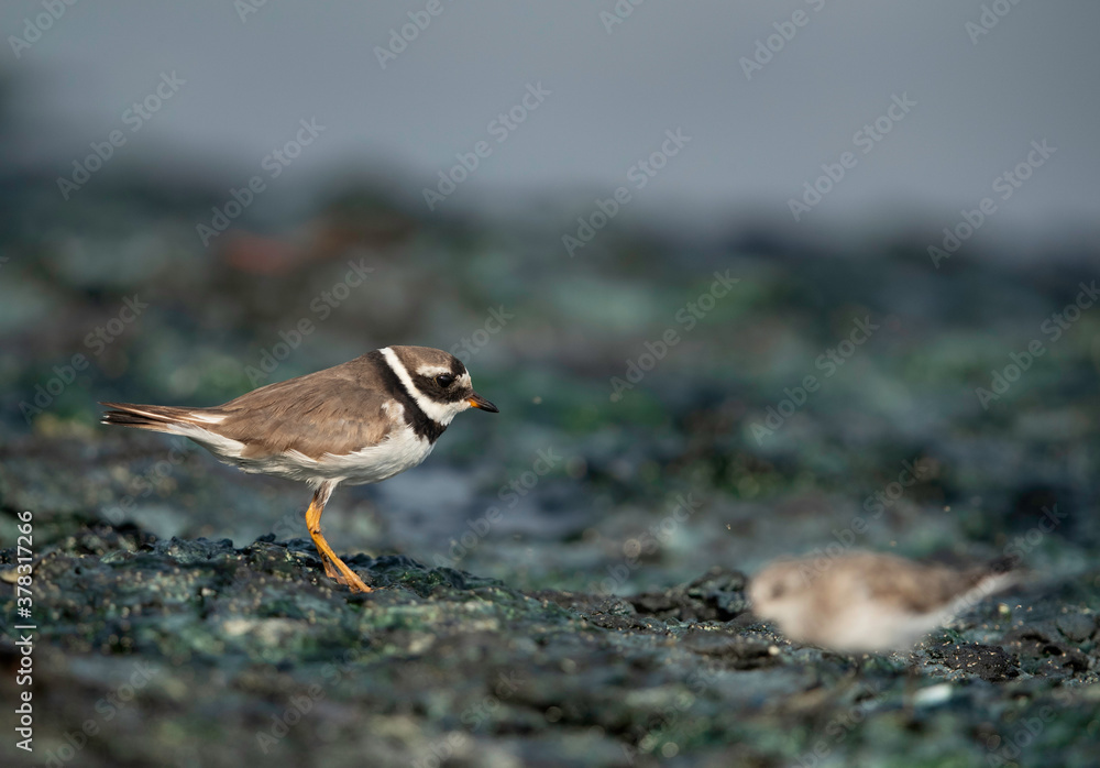 Little ringed plovers at Tubli bay, Bahrain Little ringed plovers at Tubli bay, Bahrain