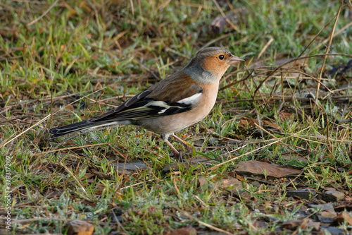 Common Chaffinch (Fringilla coelebs) on the ground