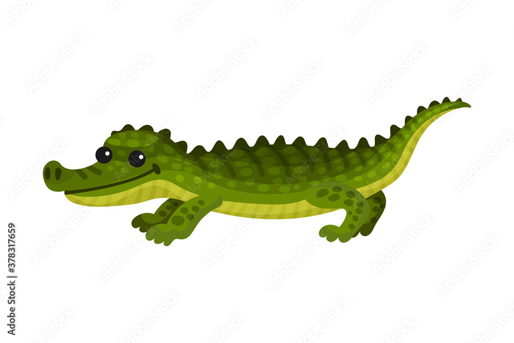 Alligator Crocodile with Long Tail and Sharp Teeth as African Animal Vector Illustration Alligator Crocodile with Long Tail and Sharp Teeth as African Animal Vector Illustration