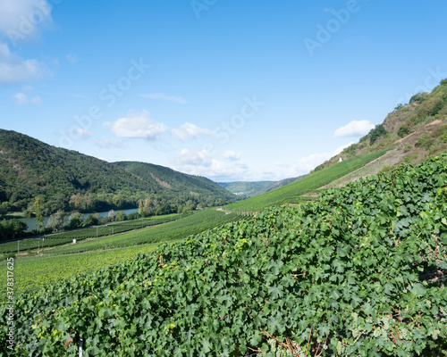 vines near Cochem and Pommern and river mosel in german eifel