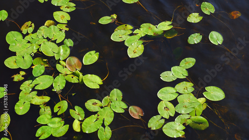 Aerial view of green leaves of water lilies floating on the water surface. Summer nature landscape. 