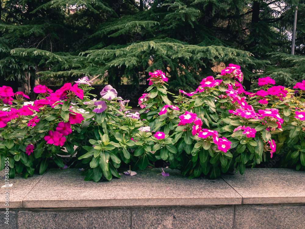 Beautiful pink Petunia flowers with green leaves grow on a gray marble flower bed on a sunny summer day against the backdrop of green trees.