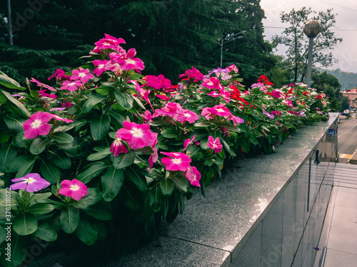 Bright pink Petunia flowers with green leaves grow on a gray marble flower bed on a sunny summer day against the backdrop of green trees.